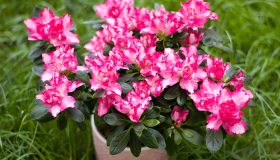 Festa della Mamma, un’azalea a sostegno della ricerca per fermare i tumori