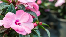 Balsamina, come coltivare e dove posizionare questa rosa