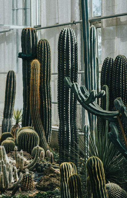 Serra con coltivazione di cactus colonnari alti di specie diverse tra cui Cereus e Trichocereus, con cactus sferici e bassi sul terreno, struttura in vetro e metallo sullo sfondo