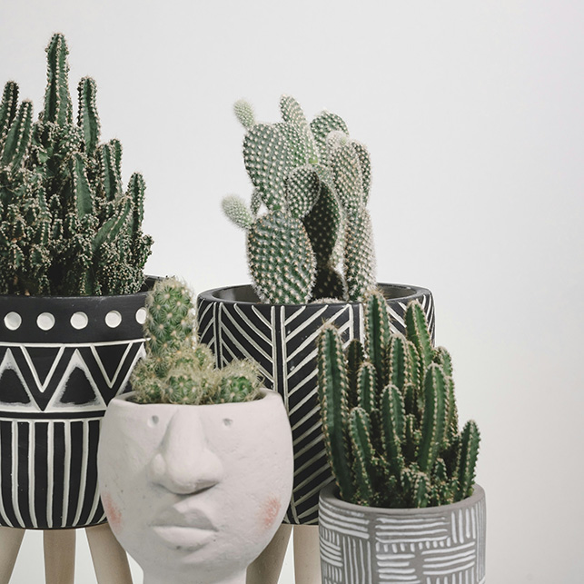 Cinque cactus di specie diverse in vasi decorati in bianco e nero con pattern geometrici, tra cui un vaso a forma di volto in ceramica grigia, disposti su superficie bianca con spazio tra gli elementi