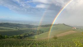 Emilia IGT e Colli di Parma DOC: il vino che sa di casa e convivialità