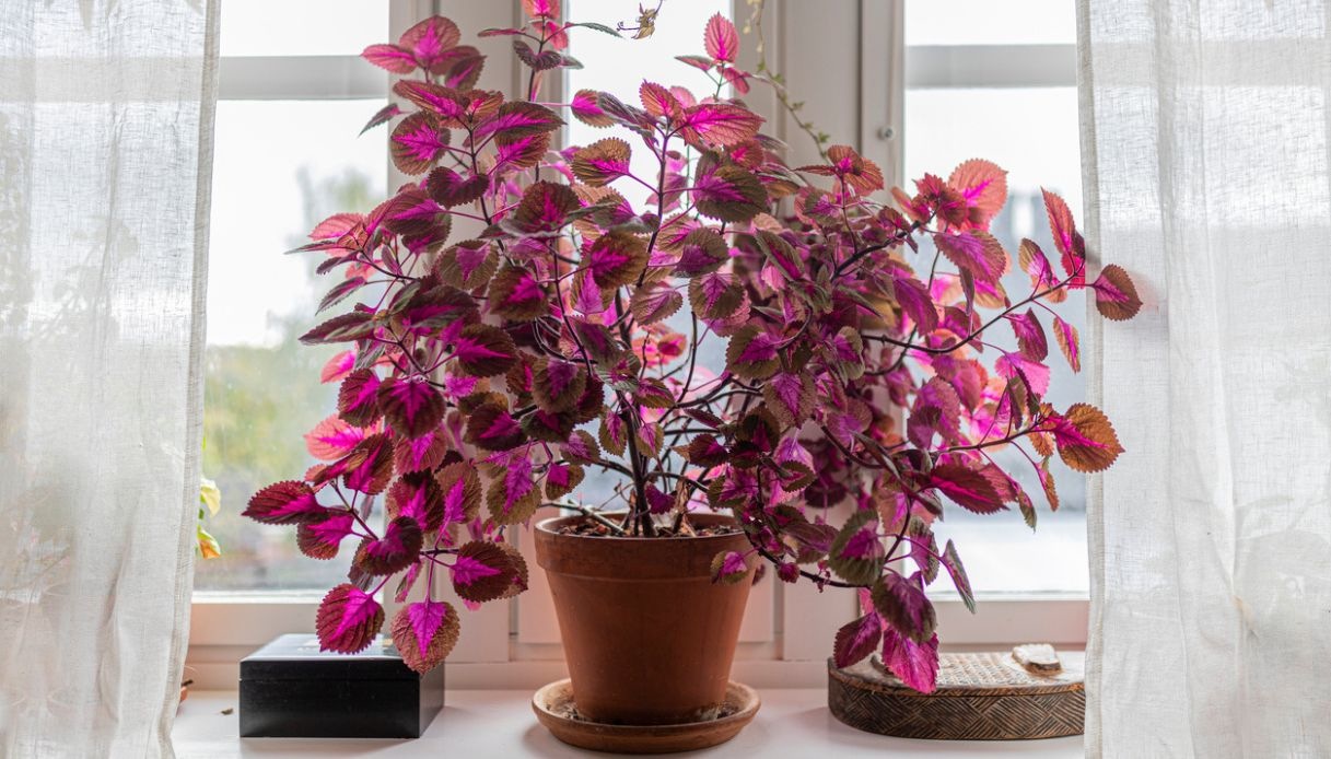 Coleus, dove posizionarlo e quanta acqua vuole