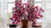 Coleus, dove posizionarlo e quanta acqua vuole