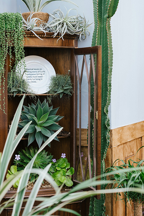 Armadio in legno scuro con ante a vetri aperto, contenente composizione di piante grasse tra cui agave verde, tillandsia grigia e succulente basse, cactus colonnare alto a destra fuori dall'armadio