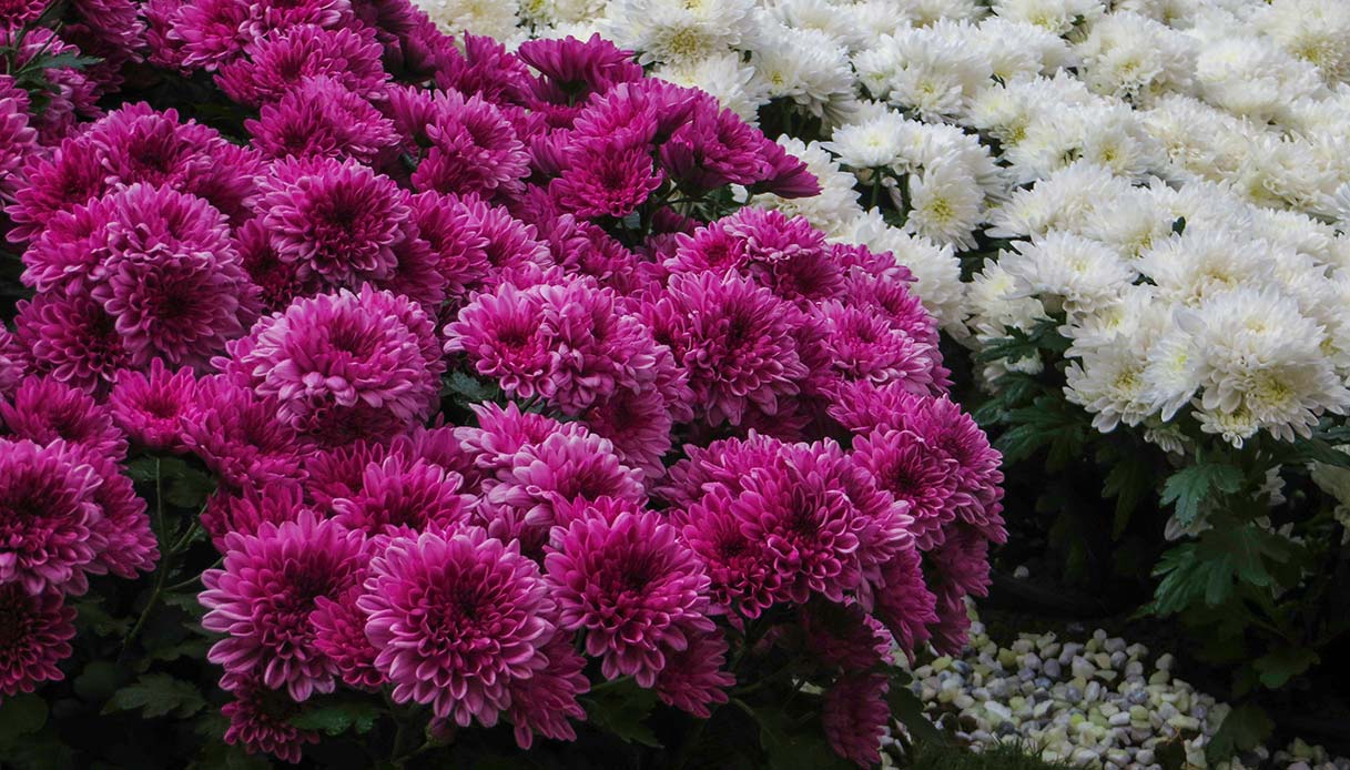Aiuola con crisantemi fucsia in primo piano e crisantemi bianchi sullo sfondo, foglie verdi e ghiaia chiara visibili tra le piante