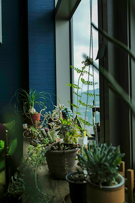 Davanzale con collezione di cactus e succulente in vasi di terracotta e cemento di dimensioni diverse, finestra con vista su paesaggio urbano, luce laterale soffusa, rhipsalis appeso sul lato destro