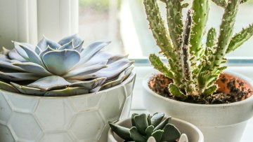 Piante grasse e cactus negli interni come costruire una composizione che funziona