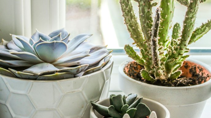 Piante grasse e cactus negli interni come costruire una composizione che funziona