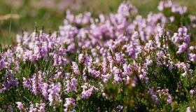 Piante anemofile, quali sono e perché sono generalmente da evitare se si è allergici
