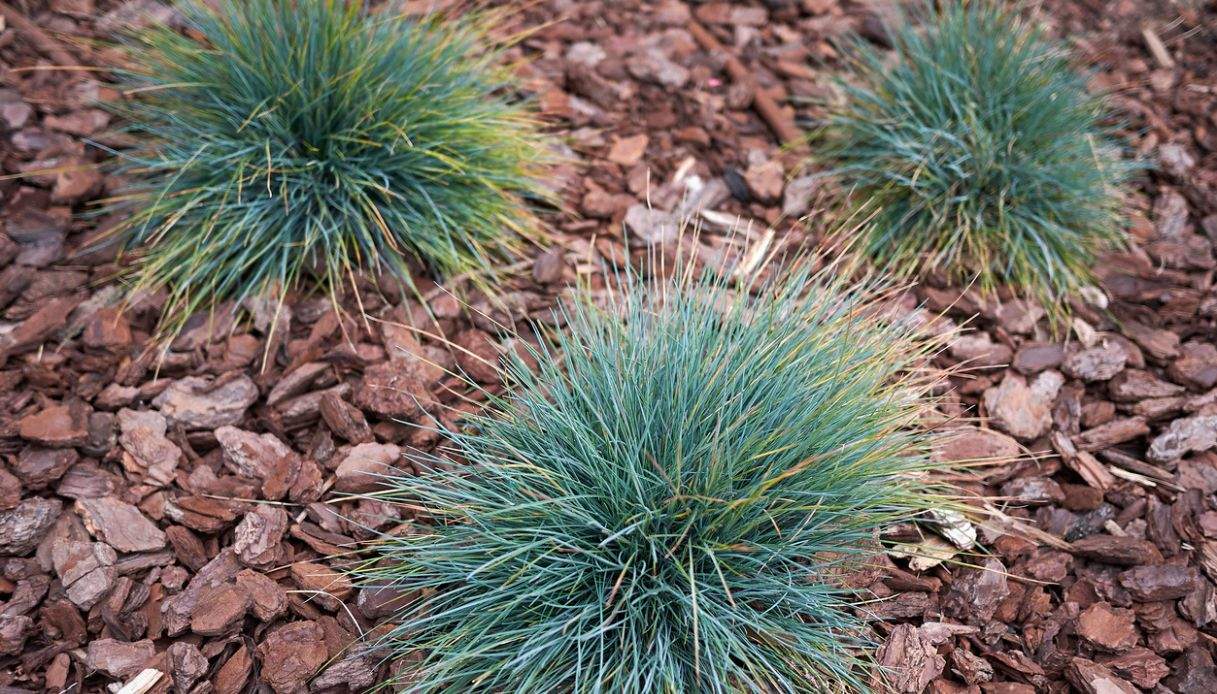 festuca glauca come curare la pianta dalle sfumature blu da Dilei.it festuca glauca come curare la pianta dalle sfumature blu
