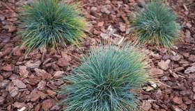 Festuca glauca, come curare la pianta dalle sfumature blu