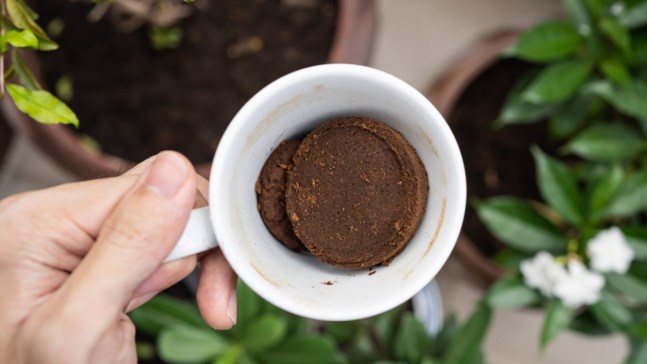 Fondi di caffè, come fare un fertilizzante e per quali piante è adatto