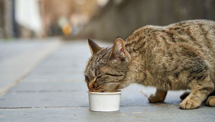 Gatto che mangia: perch&eacute; non finisce il cibo