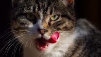 Il tuo gatto non finisce il cibo? Non è questione di sazietà, lo dice la scienza