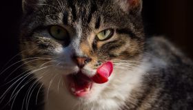 Il tuo gatto non finisce il cibo? Non è questione di sazietà, lo dice la scienza