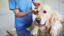 Benessere di cani e gatti al primo posto: si diffonde l’osteopatia veterinaria