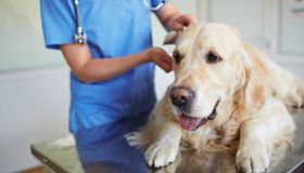 Benessere di cani e gatti al primo posto: si diffonde l’osteopatia veterinaria