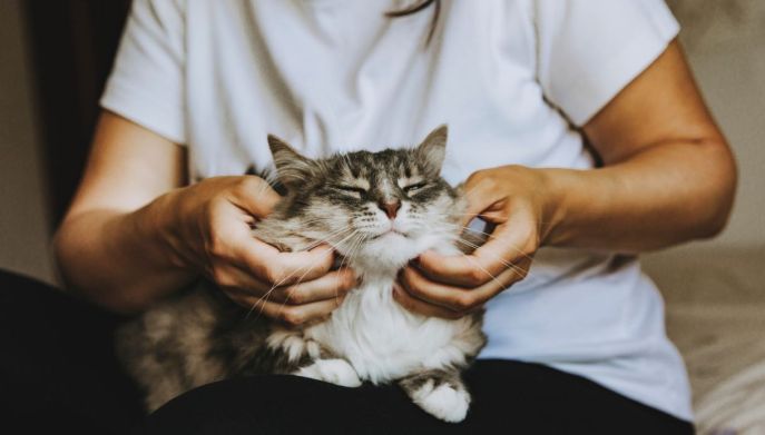 Osteopata per gatti: come tratta l'animale