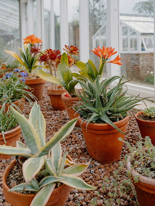Vasi di terracotta con aloe fiorito arancio, agave variegata verde e bianca e piccole succulente disposti su ghiaia in ambiente con vetrate, luce naturale diffusa