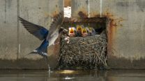 Rondini, ricci, istrici: gli animali selvatici che tornano in primavera (e come aiutarli)