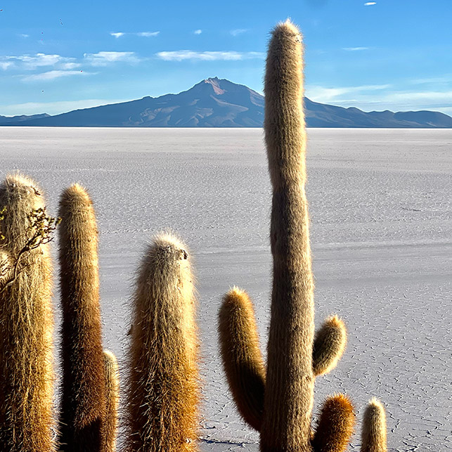 Cactus colonnari alti con lanugine dorata in primo piano, distesa bianca del Salar de Uyuni e vulcano sullo sfondo, cielo azzurro con nuvole sparse
