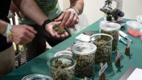 “Miele da sballo”, un 17enne in ospedale. Cos’è il nuovo derivato dalla cannabis