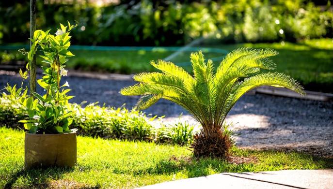 Cycas esposizione sole