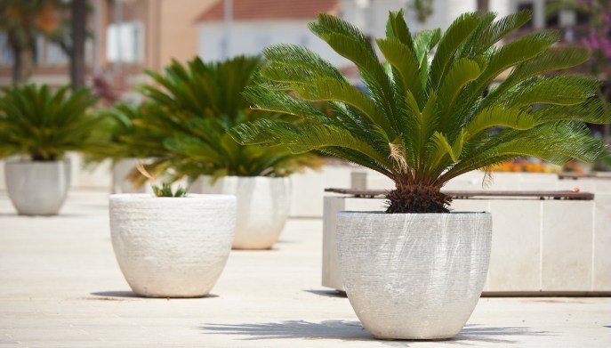 Cycas in vaso