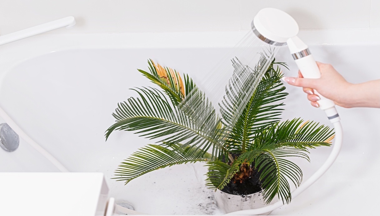 cycas dove posizionarla e quanto annaffiarla da Dilei.it cycas dove posizionarla e quanto annaffiarla