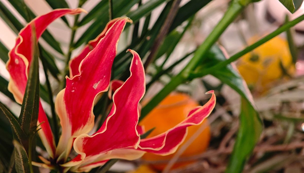 gloriosa superba come si coltiva e quando fiorisce da Dilei.it gloriosa superba come si coltiva e quando fiorisce