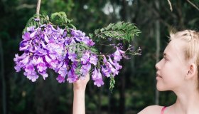 Jacaranda, dove piantare e come curare l’albero dai fiori viola che ama il caldo