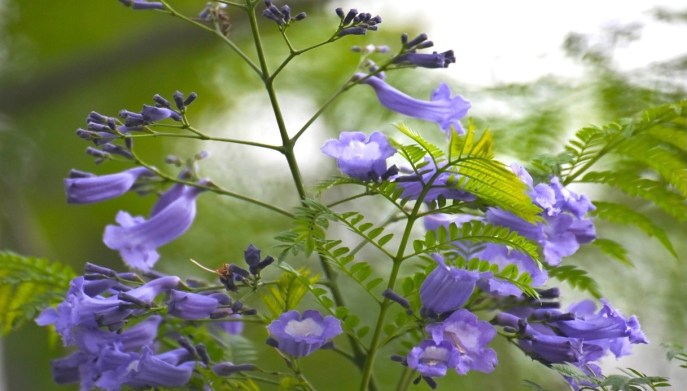 Jacaranda forma delle foglie fiori