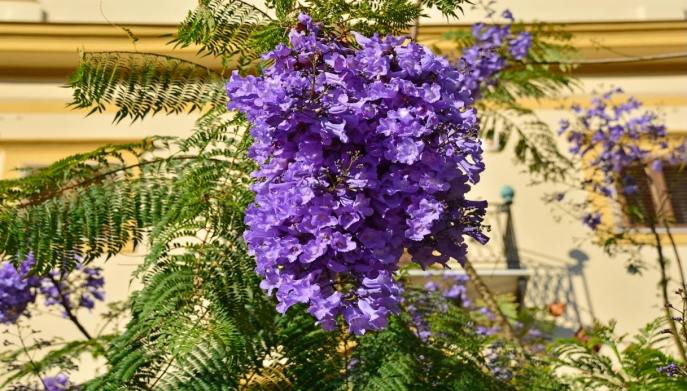 Dove posizionare Jacaranda pieno sole