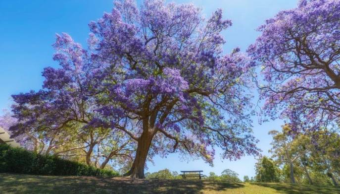 Albero di Jacaranda altezza ragguardevole