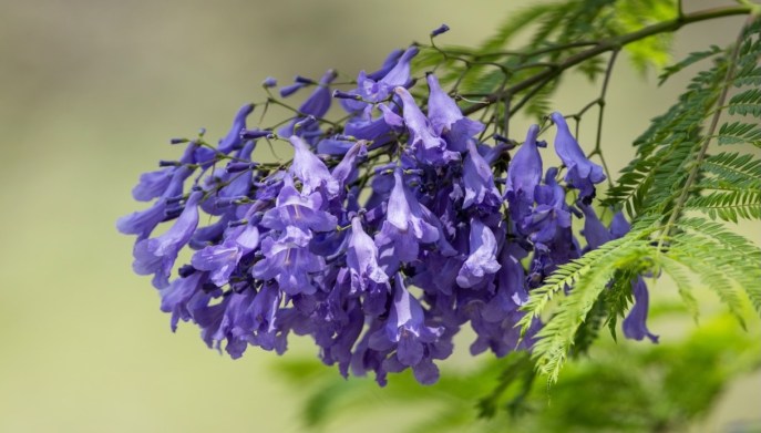 Jacaranda dove si trova mondo