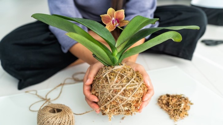 Kokedama, che cos’è e come realizzare e annaffiare le piante senza vaso