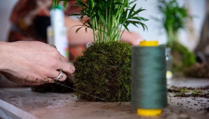 Kokedama come si realizza piante