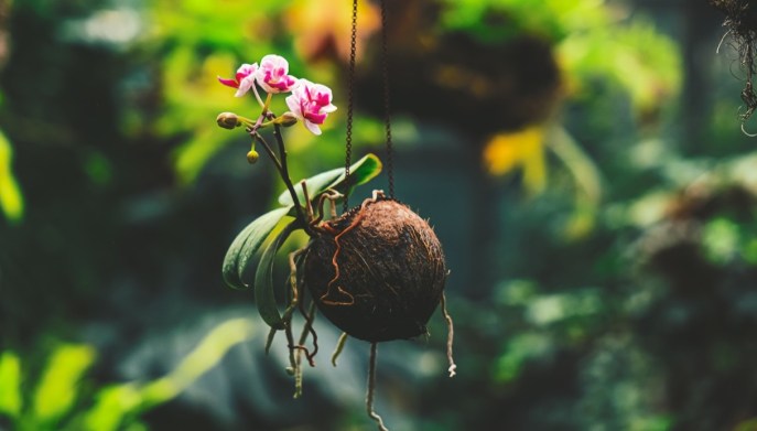 Kokedama piante volanti