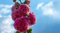 Alcea rosea, come coltivare e dove posizionare la malvarosa