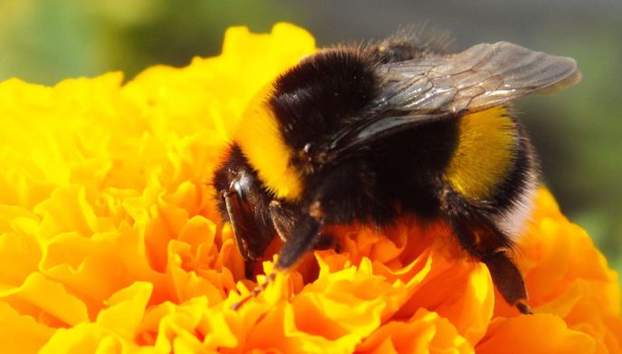 Bombo su fiore: le capacit&agrave; sconosciute di questo insetto