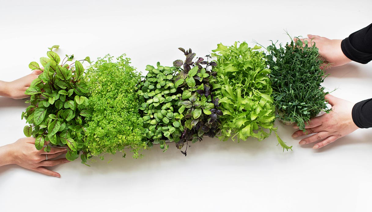Sei vasi con erbe aromatiche di varietà diverse tenute da mani su superficie bianca: lattughino, crescione, basilico viola, menta, prezzemolo e altri micro-vegetali