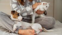 Pet wellness: quando il benessere degli animali domestici va oltre la cura