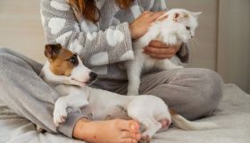 Pet wellness: quando il benessere degli animali domestici va oltre la cura