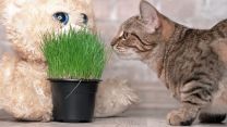 Vite d’argento o erba gatta? Uno studio rivela quale pianta preferisce davvero il gatto