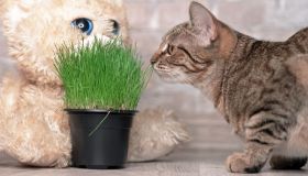 Vite d’argento o erba gatta? Uno studio rivela quale pianta preferisce davvero il gatto