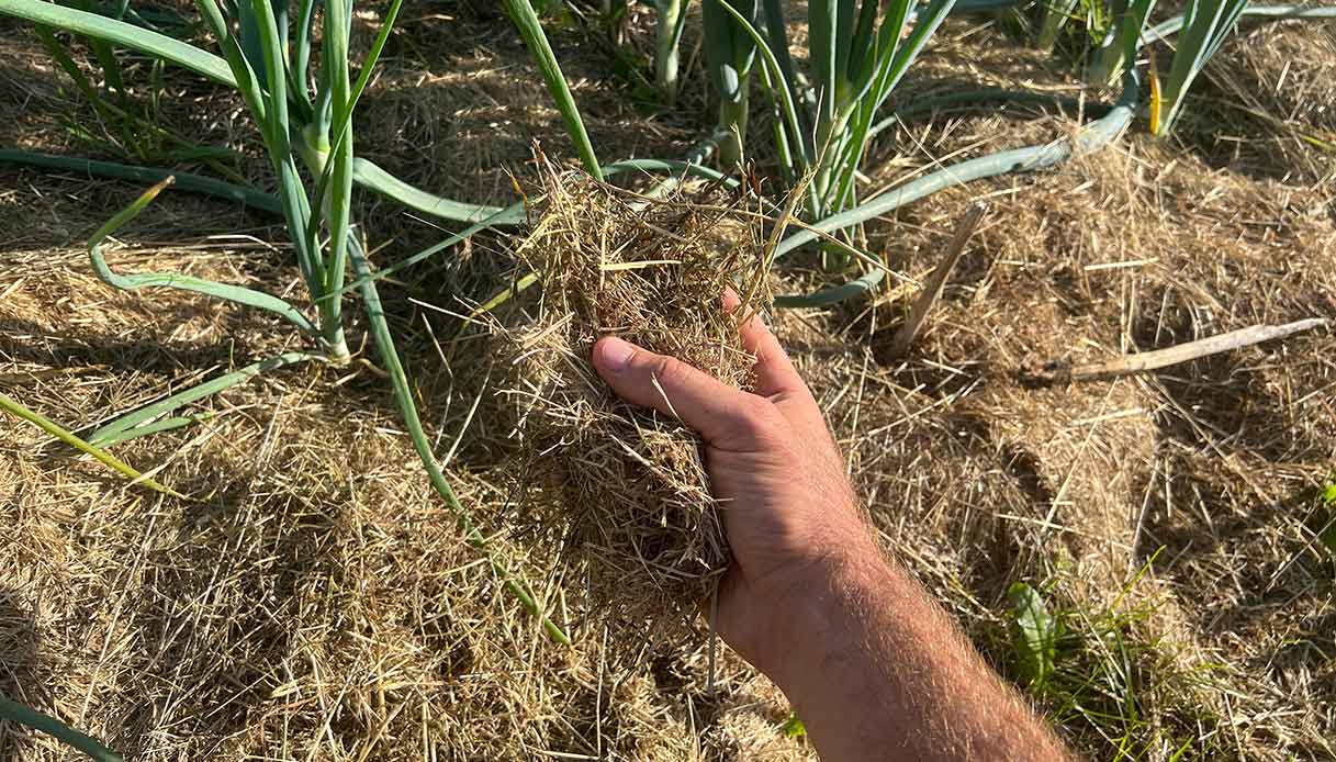 Mano che raccoglie un ciuffo di fieno secco usato come pacciamatura tra filari di cipolle in un orto soleggiato
