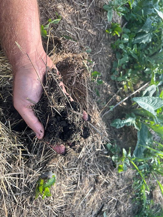 Mano che mostra un campione di terreno scuro prelevato da sotto uno strato di pacciamatura in paglia, con colture orticole sullo sfondo
