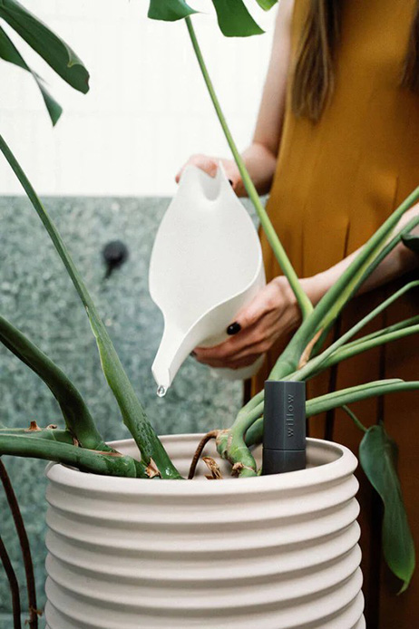 Mano che innaffia una pianta tropicale in vaso bianco con sensore smart Willow inserito nel terreno