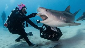 Ken Kiefer, il fotografo amico degli squali, che riprende a distanza ravvicinata