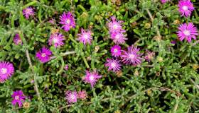 Barba di Giove secca, come fare a farla rifiorire